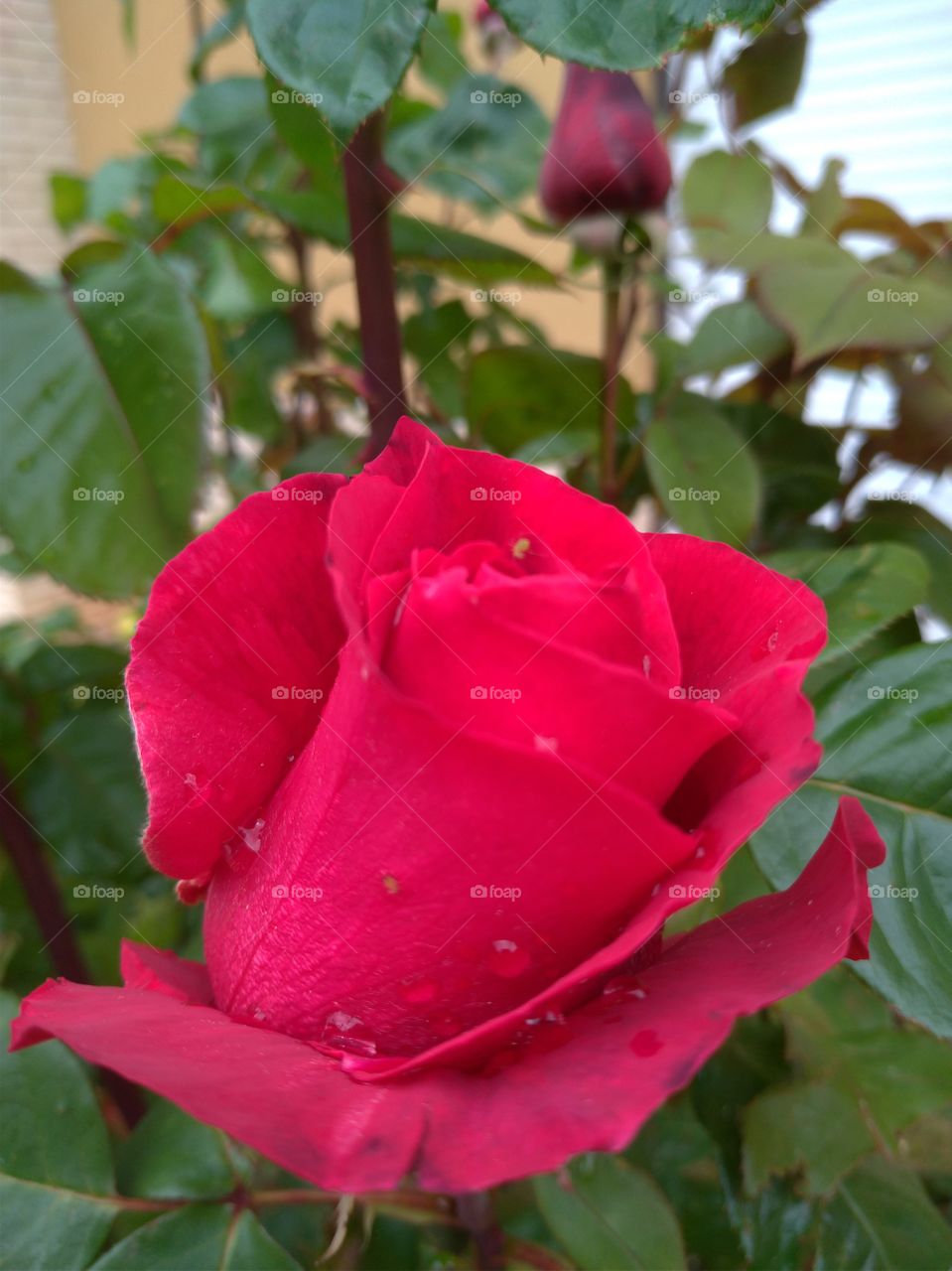Una rosa roja con gotas de rocío