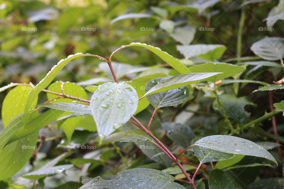 Leaf Blatt Waterdrop