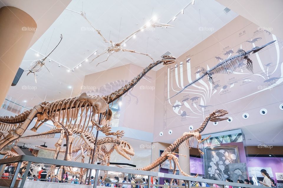 Shanghai, China - Sep 18, 2019 : A photo of dinosaur fossil artifacts and asain student and teacher at Shanghai history museum for school field trip. Soft focus on the dinosaur head.