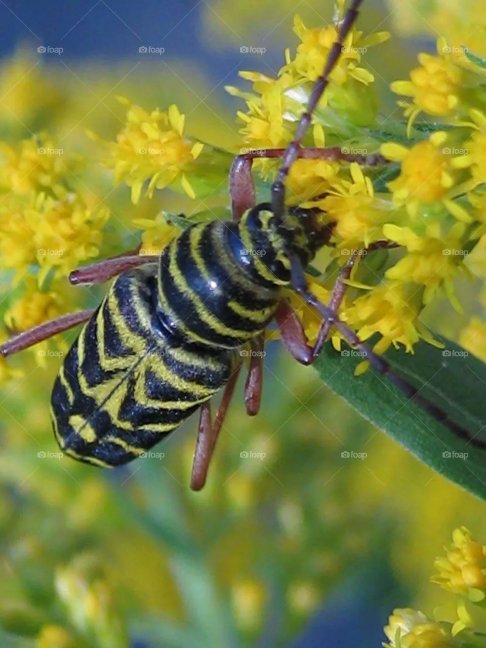 beetle