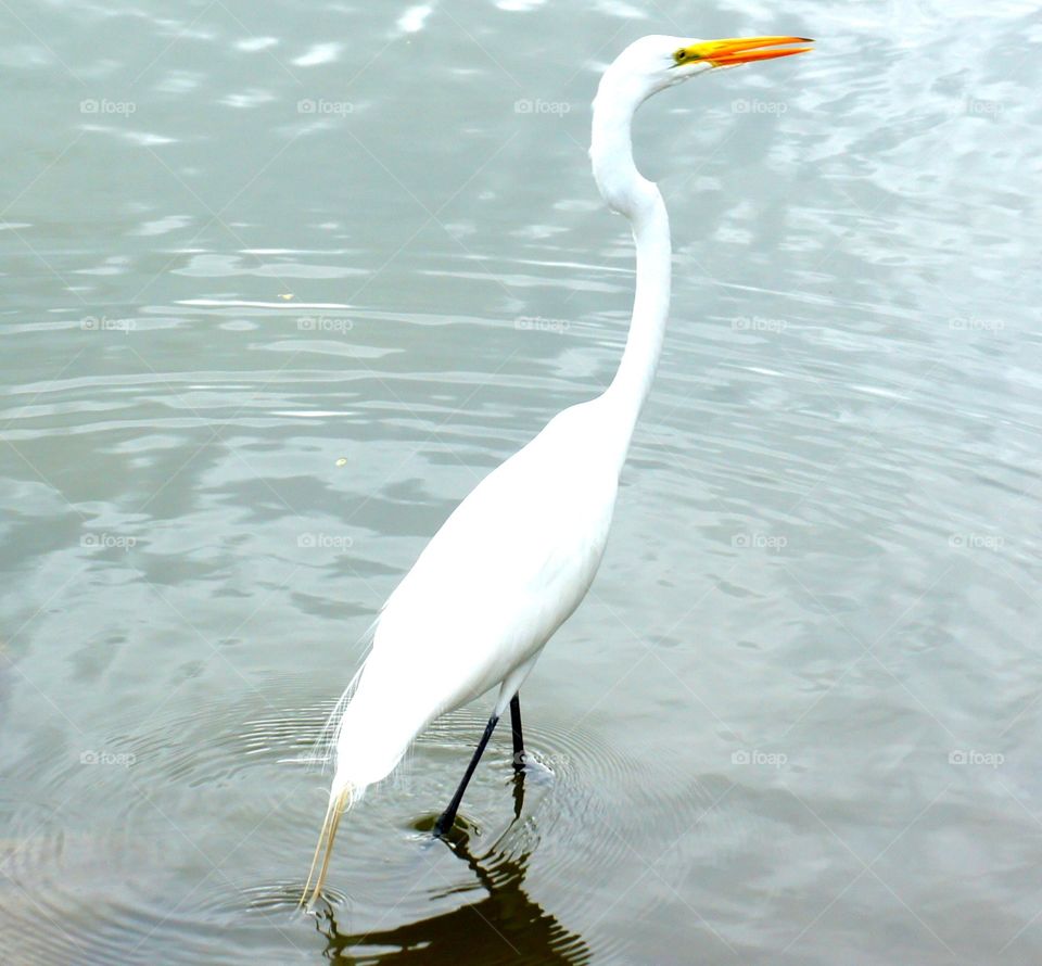 Prey stalker . Taken in hotel grounds Grenada 