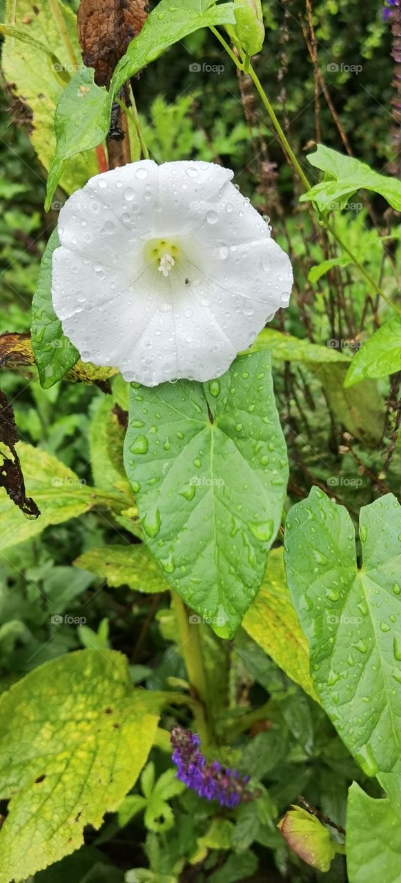 flor mojada por la lluvia