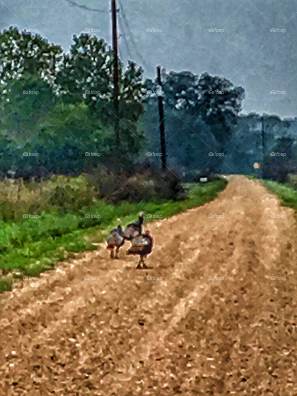 Turkey's out for a stroll 