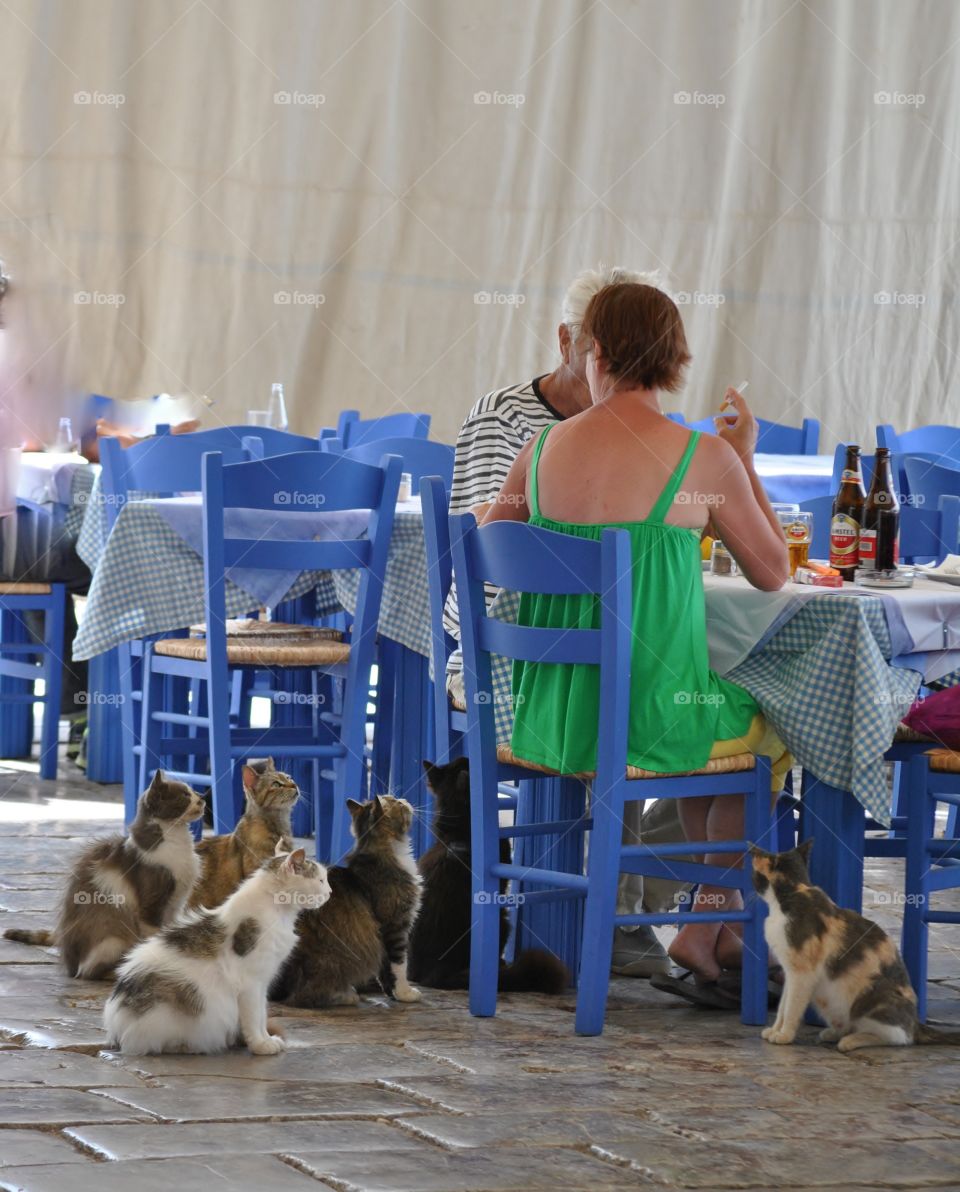 Lunch with Cats