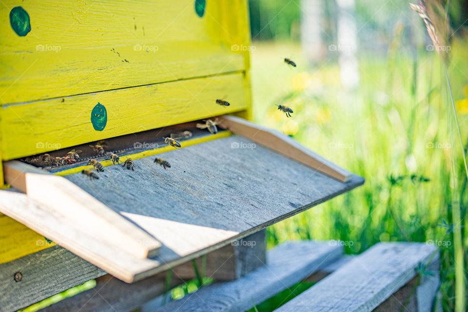 flying bees on a beehive