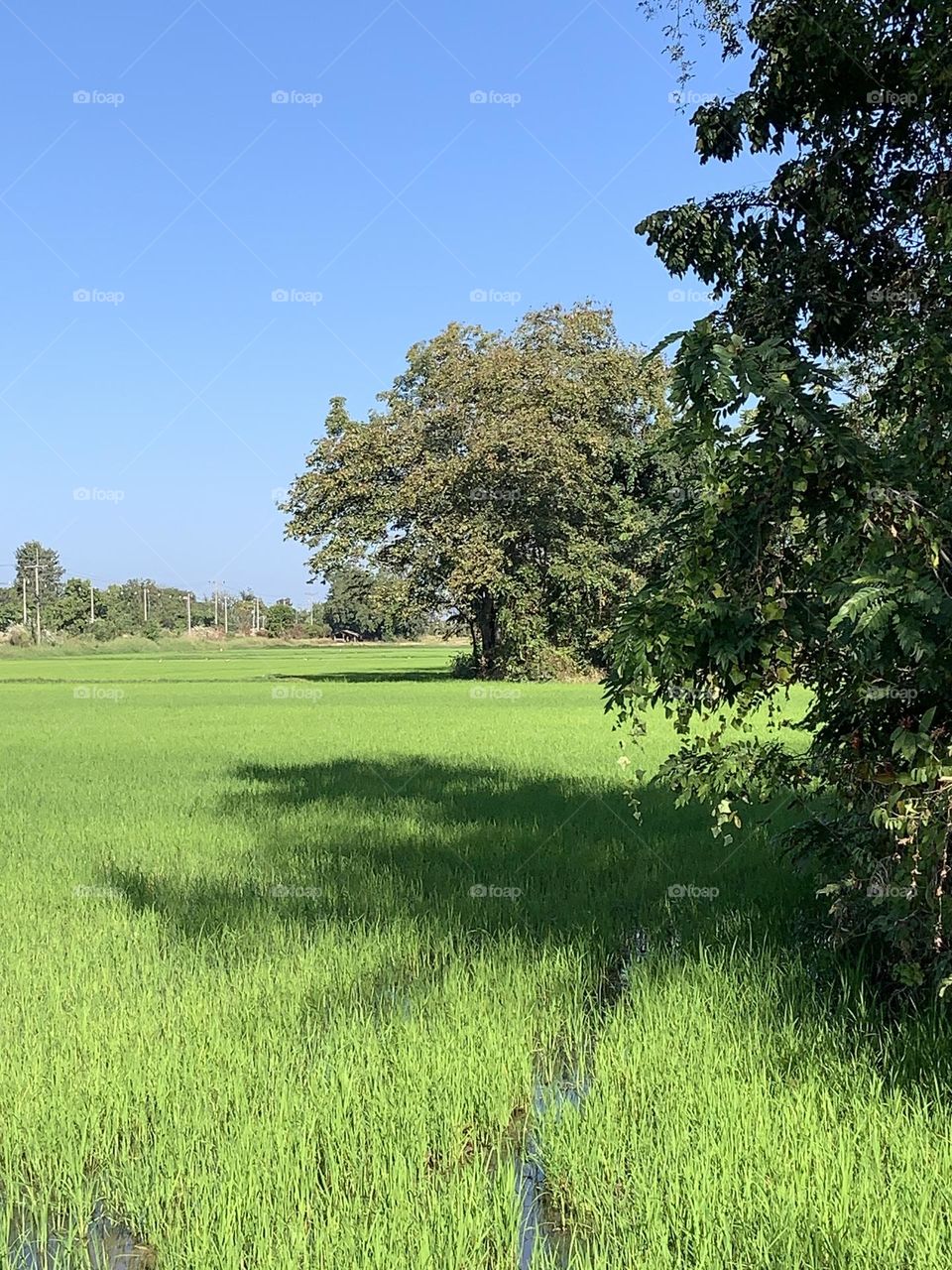 Best of 2021 : nature, My garden (Thailand)