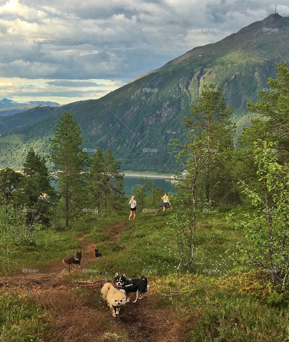 View from Ankenesfjellet, girls and dogs