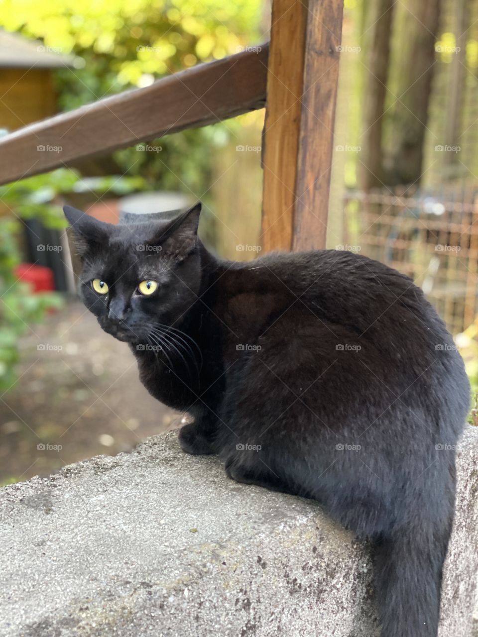 Black cat hunting in a garden 