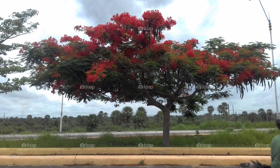 árvore mulugum florida