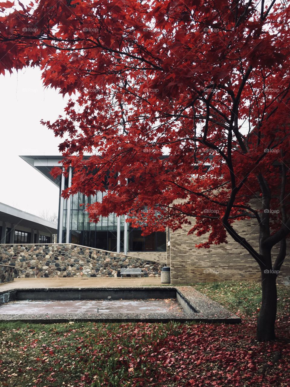 Pretty maple tree in a courtyard. 