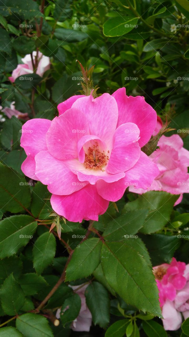 rose. fun. summer. pink