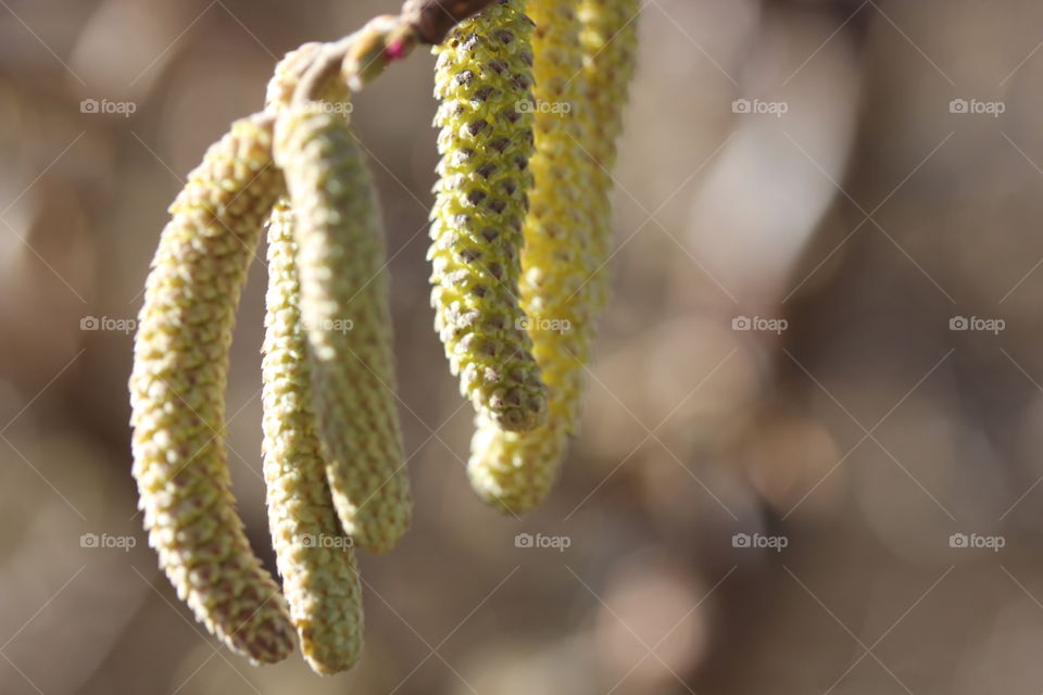 Close-up of a plant