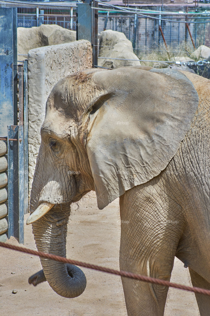 Elephant. Zoo de Barcelona
