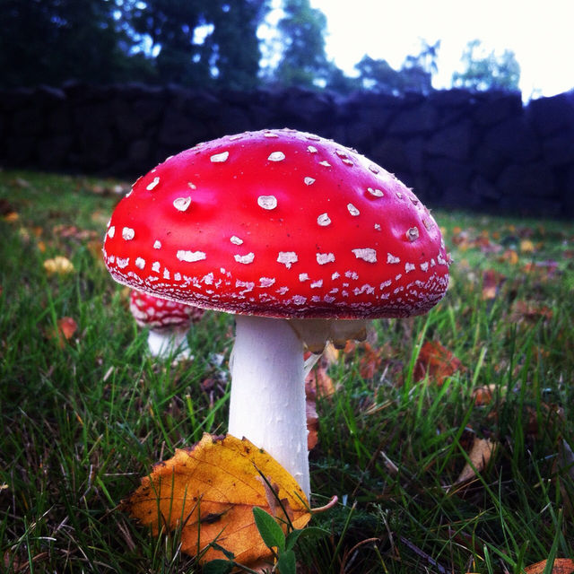 sweden close autumn mushrooms by tomtroell