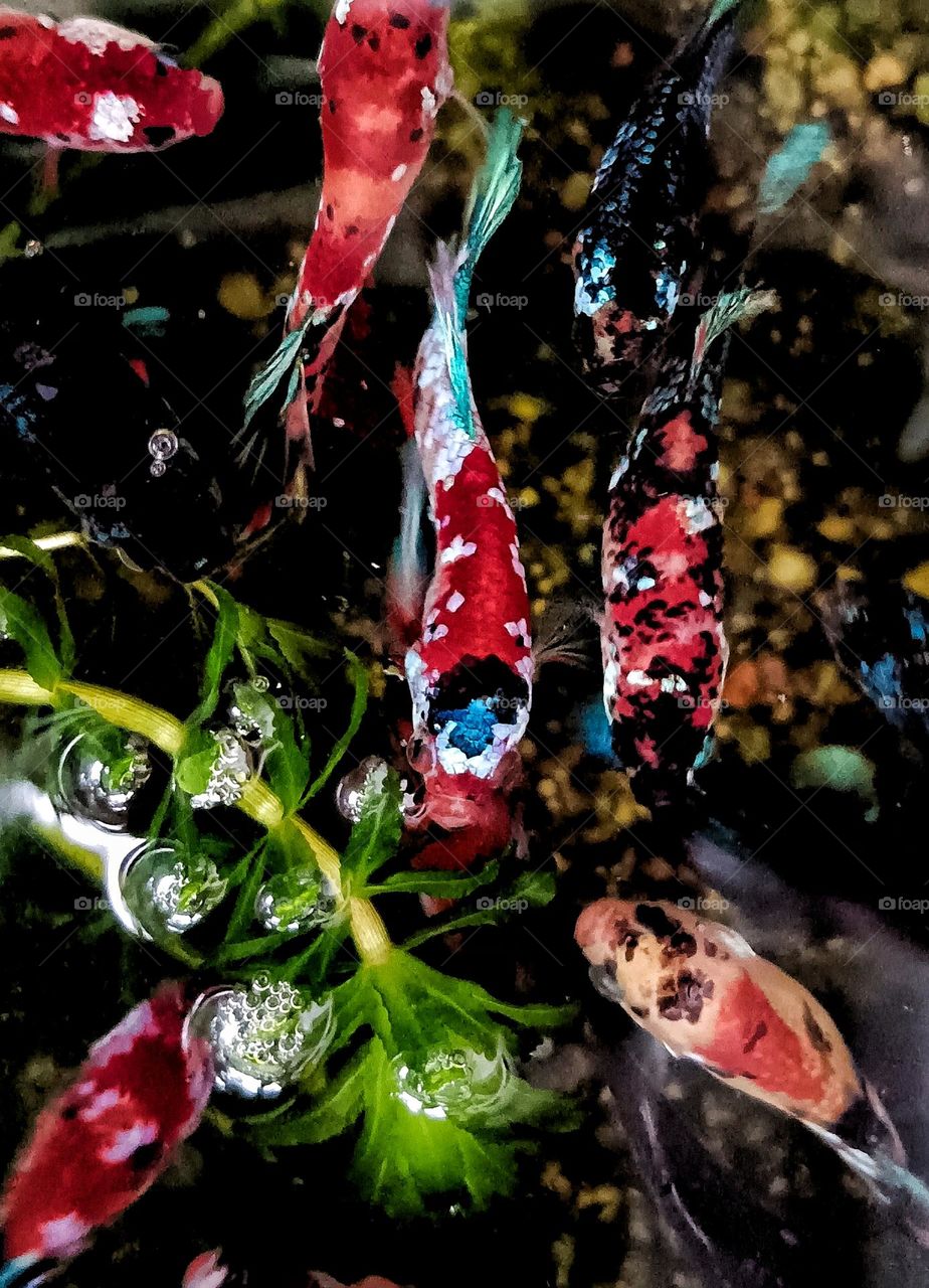 little tiny colorful fishes at home