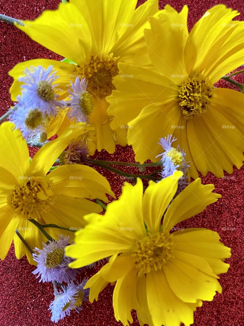 Beautiful Yellow and lilac wild flowers against a red background. 