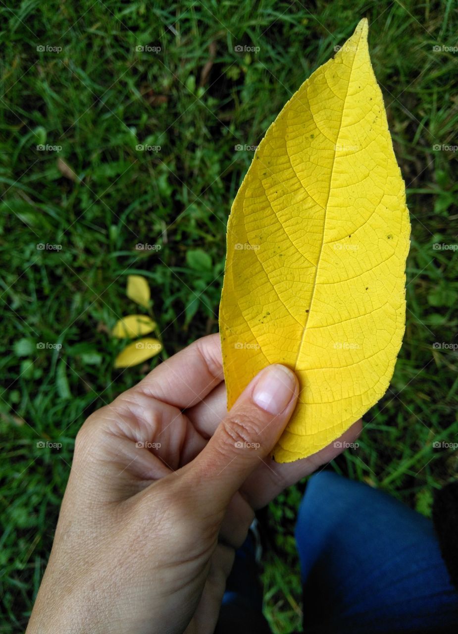 yellow leaf in the hand green grass background