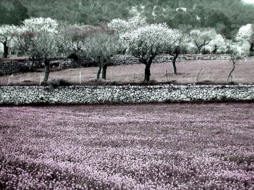 flowers mallorca olivtrees almondtrees by merethe