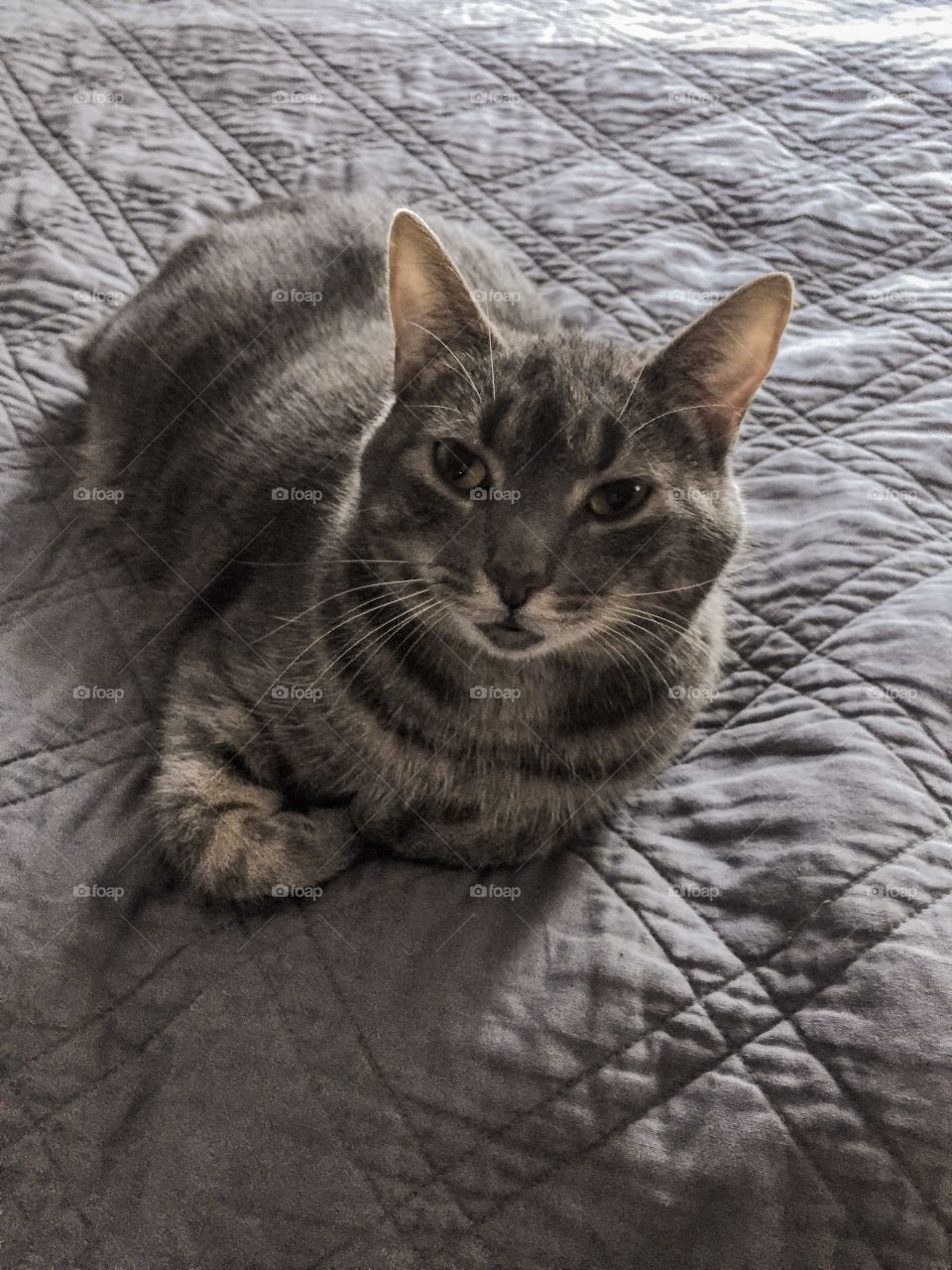 Gray cat on bed