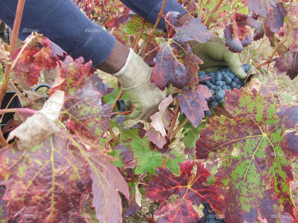 Collecting grapes in The vintagetime