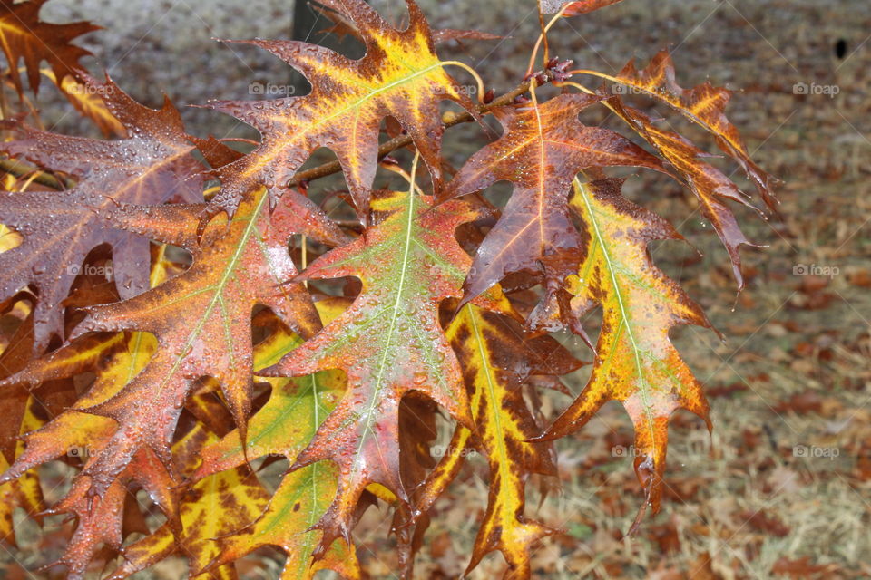 fall leaves in the morning dew