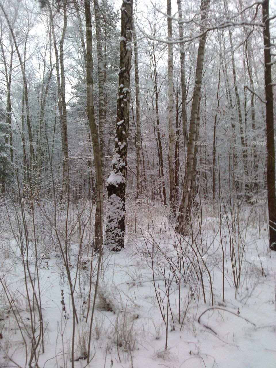 winter forest