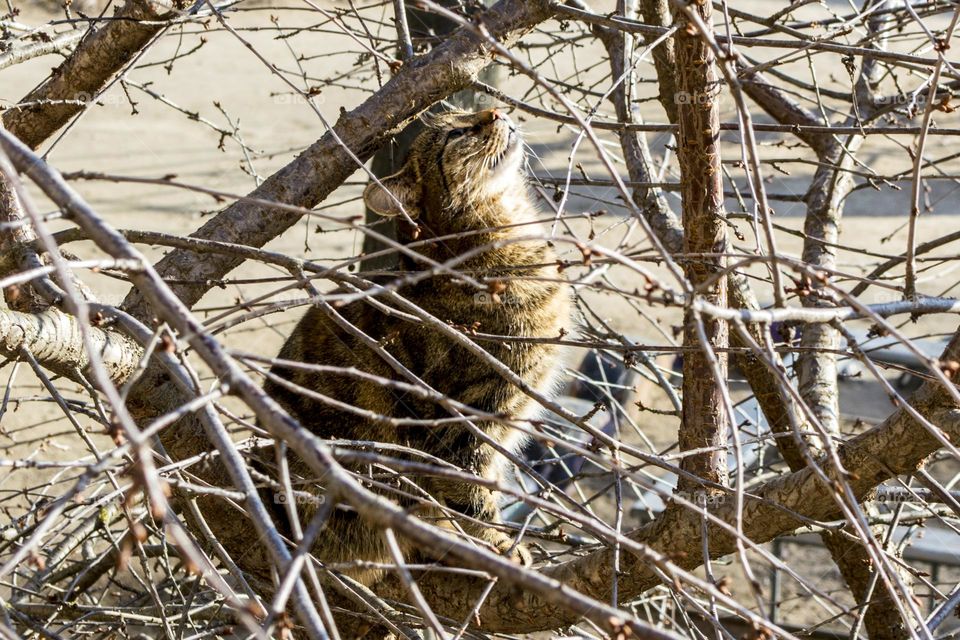 The cat is basking in the sun.