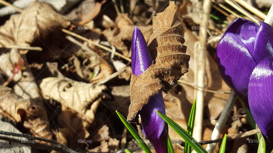 Crocus bud