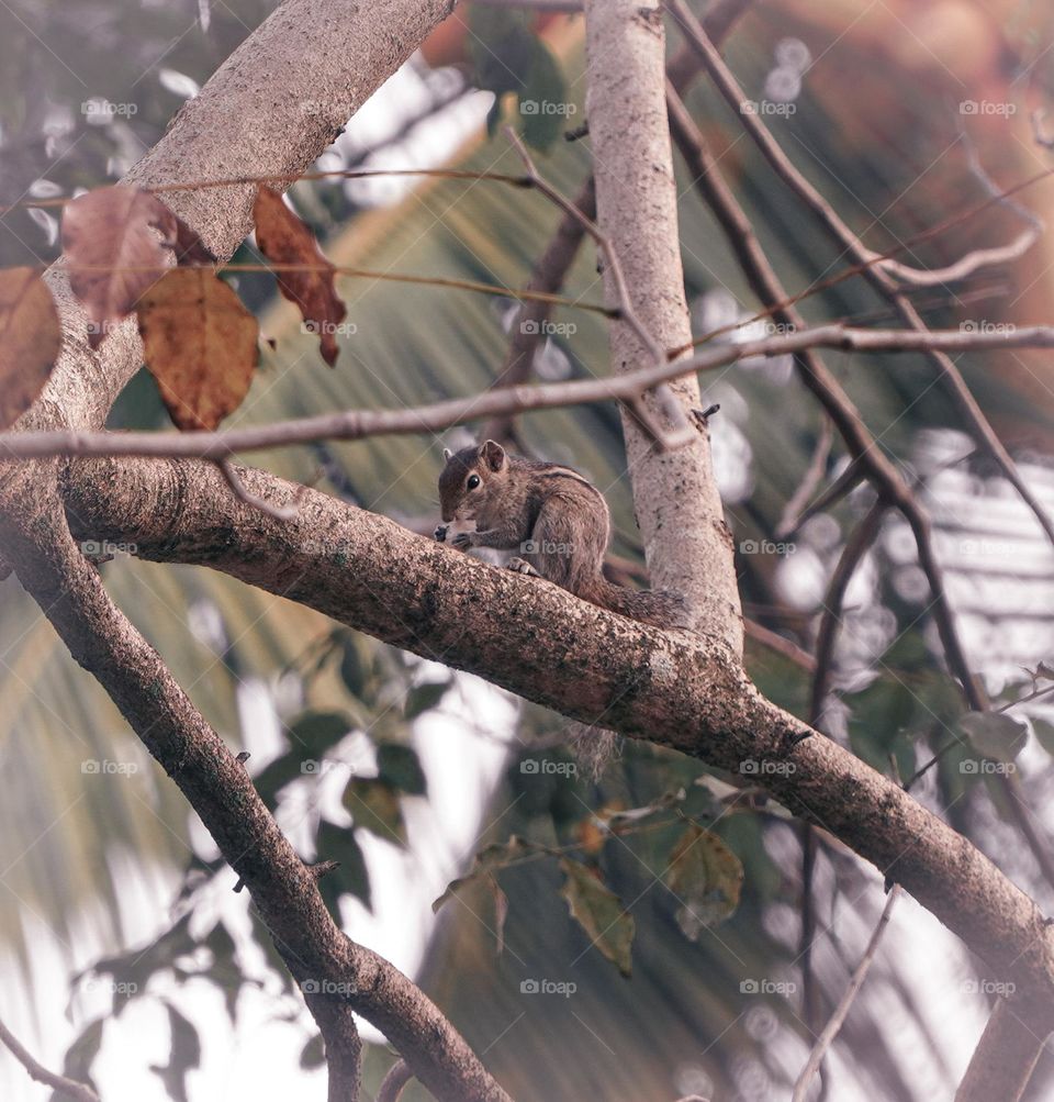 Squirrel eating bread on the tree