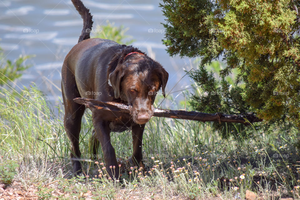 A dog fetching a stick by the lake