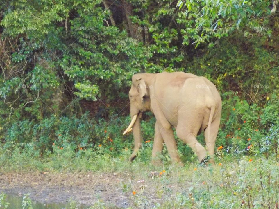 Elephant walking in the forest