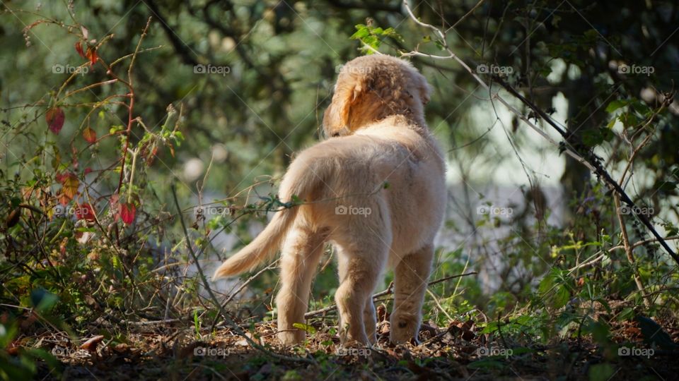 golden retriever puppy