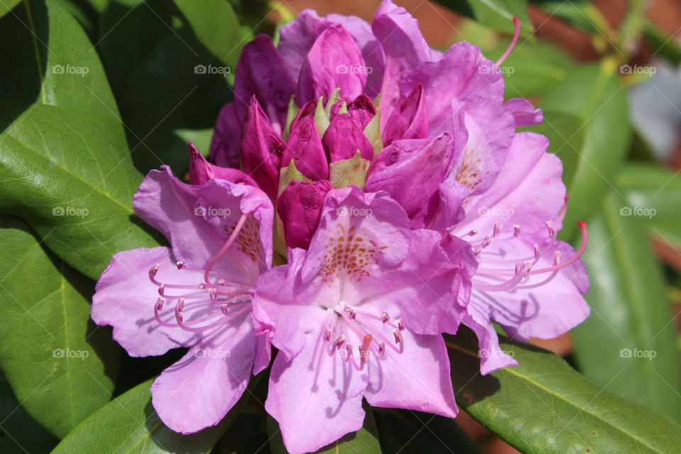 Lilac rhododendrons with green leaves in spring