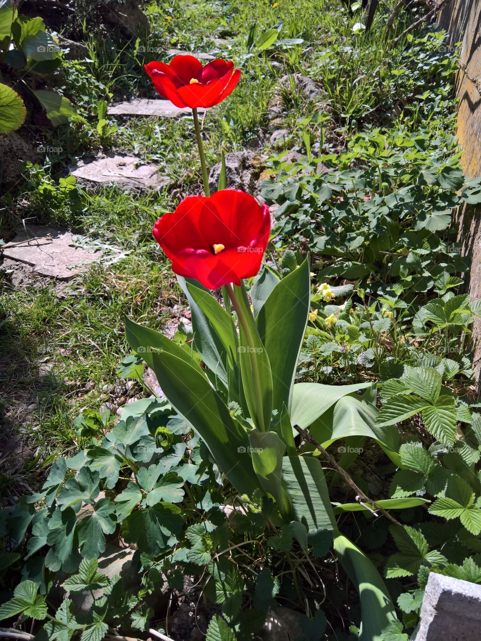 tulip in my garden