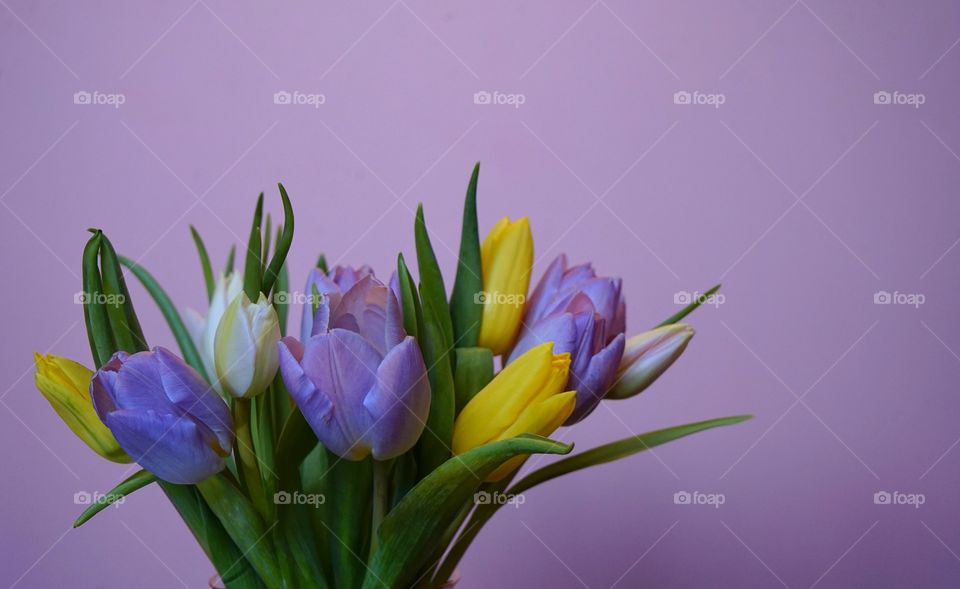 Bouquet flower tulip multicolors pink background close-up spring day easter