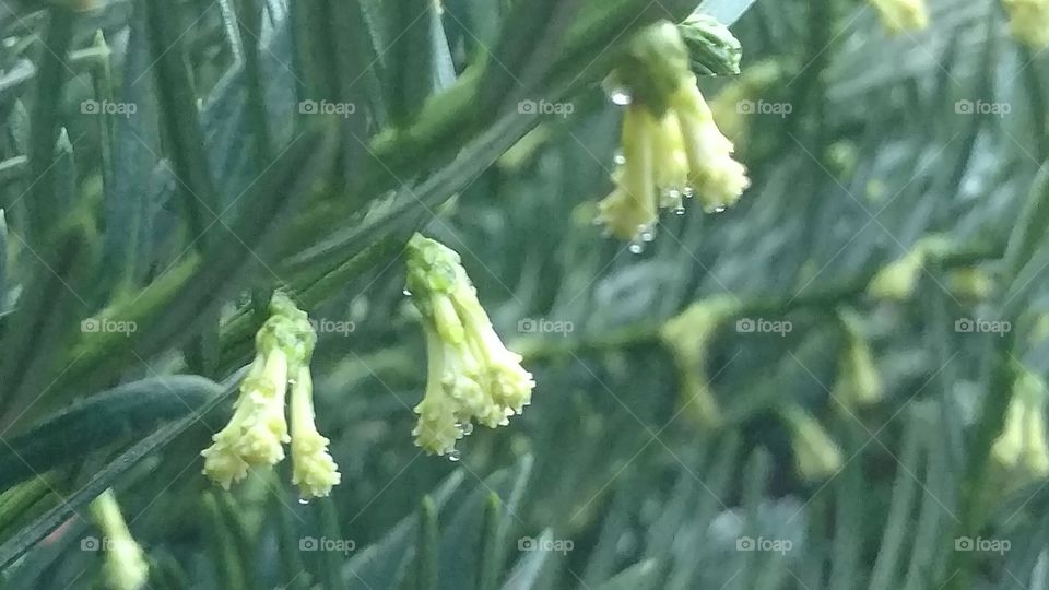 No Person, Leaf, Flora, Nature, Outdoors
