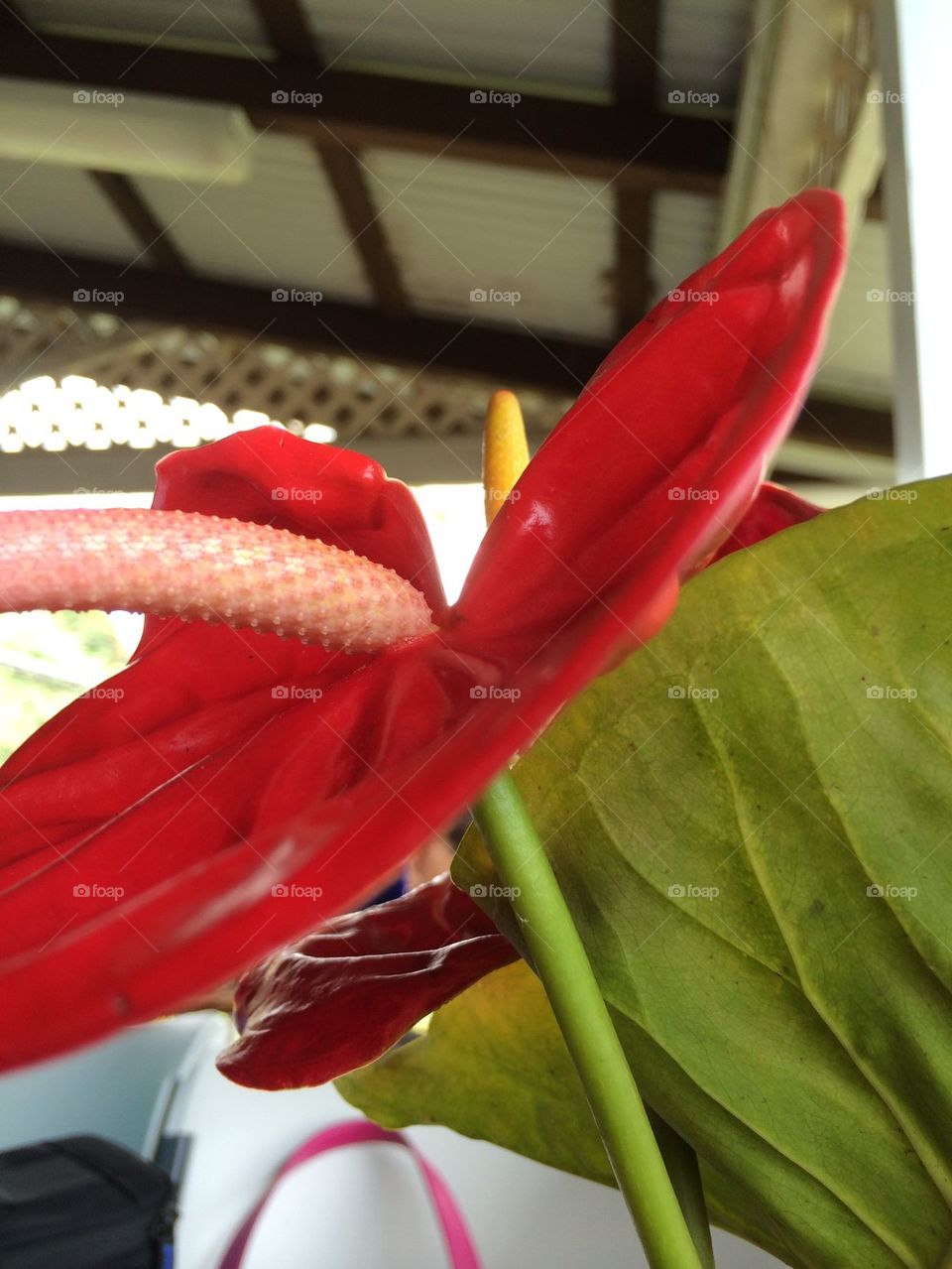 Single anthurium