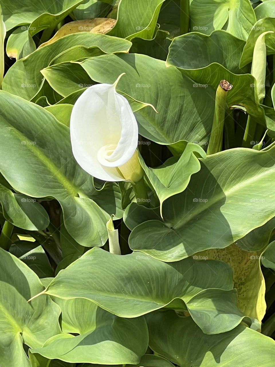 Alocasia in Yang Ming Shan 
