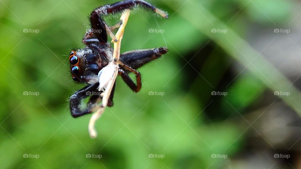 little spider trying to hangup on a grass tip