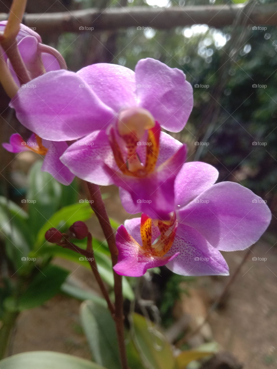 Doritis orchid flower