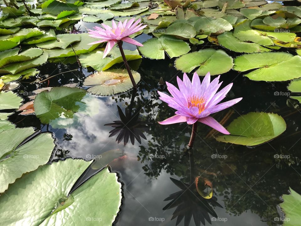 Feeling fresh and cheerful bul calm in the same time What's such amazing flower