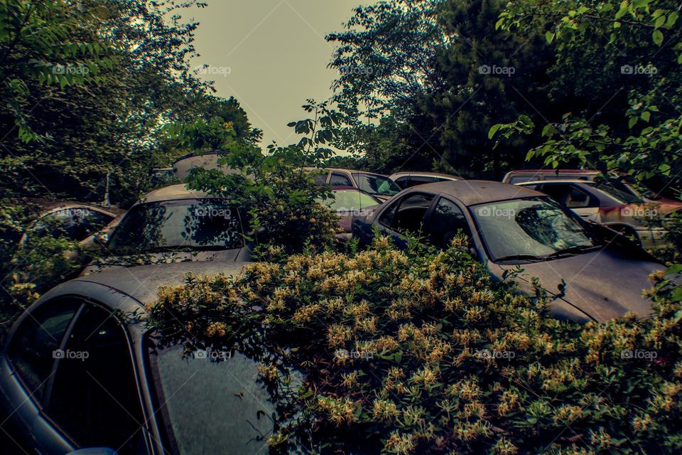 abandoned cars being enveloped by amur honeysuckle plant and surrounding trees