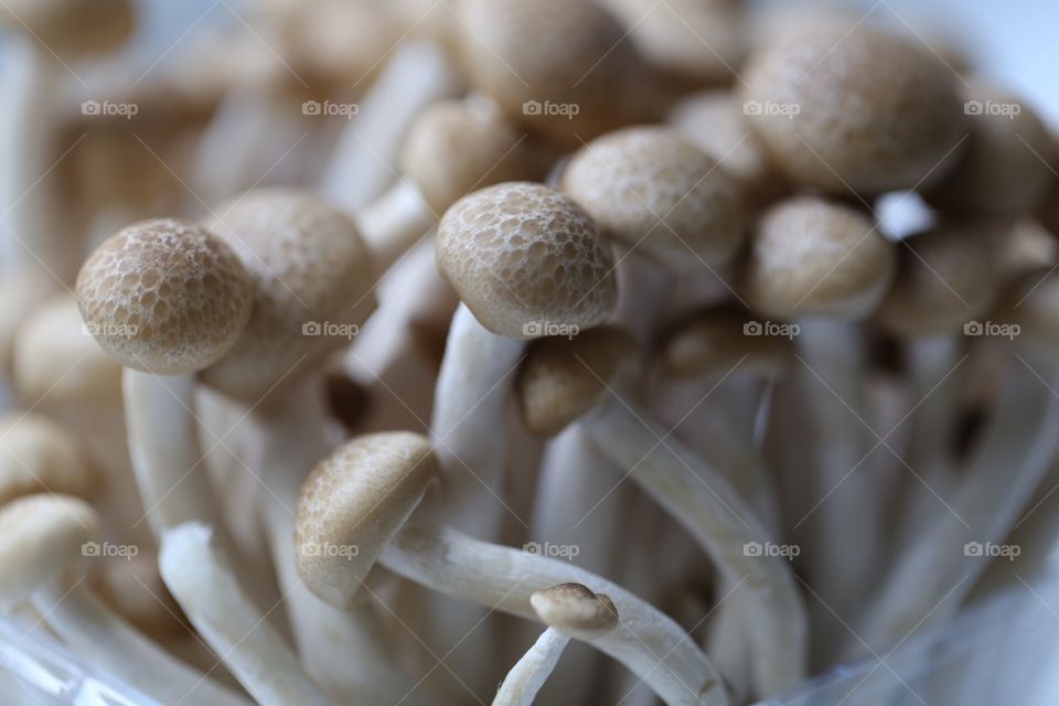 Mushroom