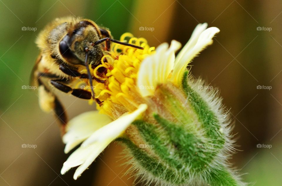 bee