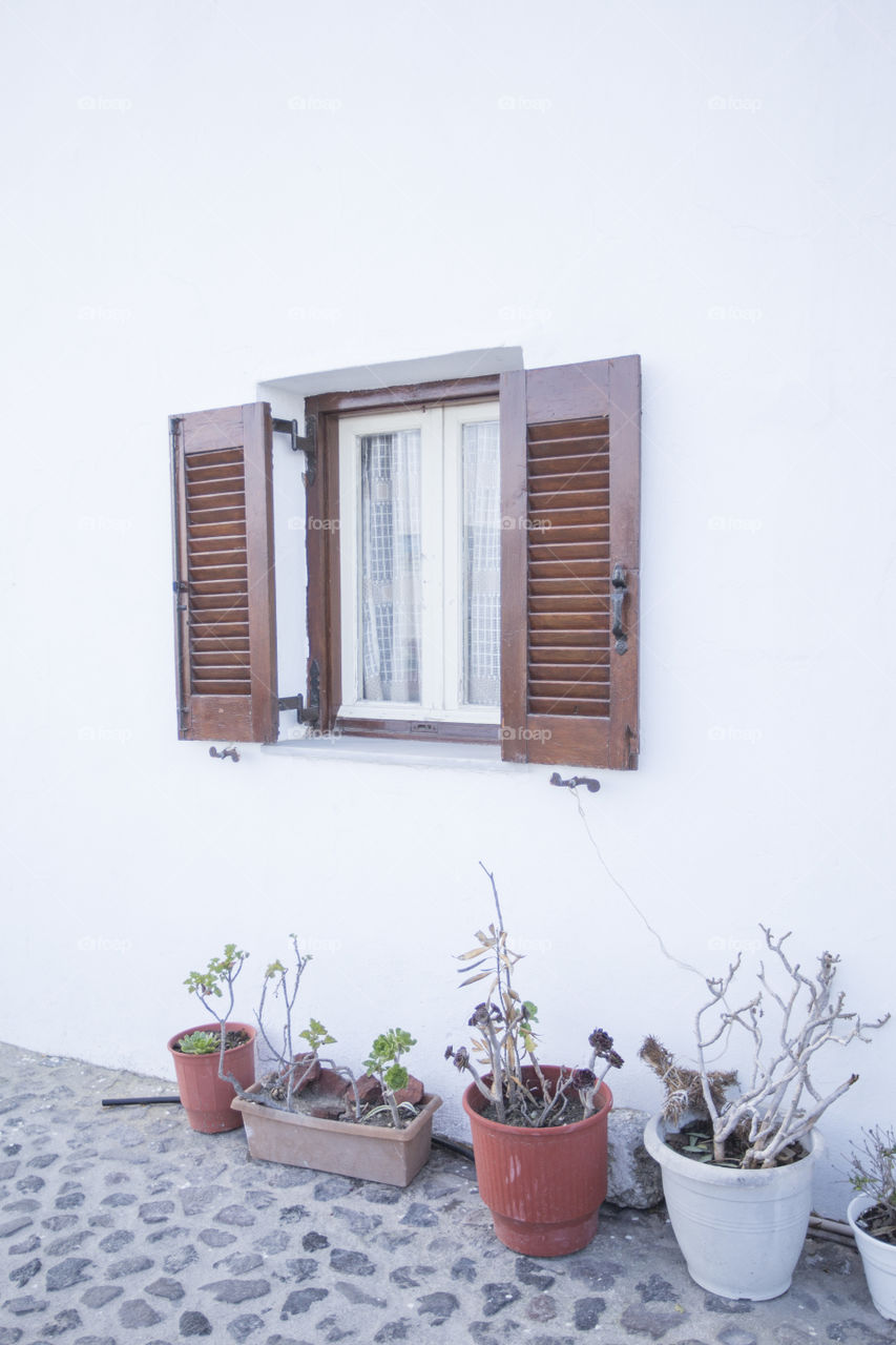 Plants outside a home 