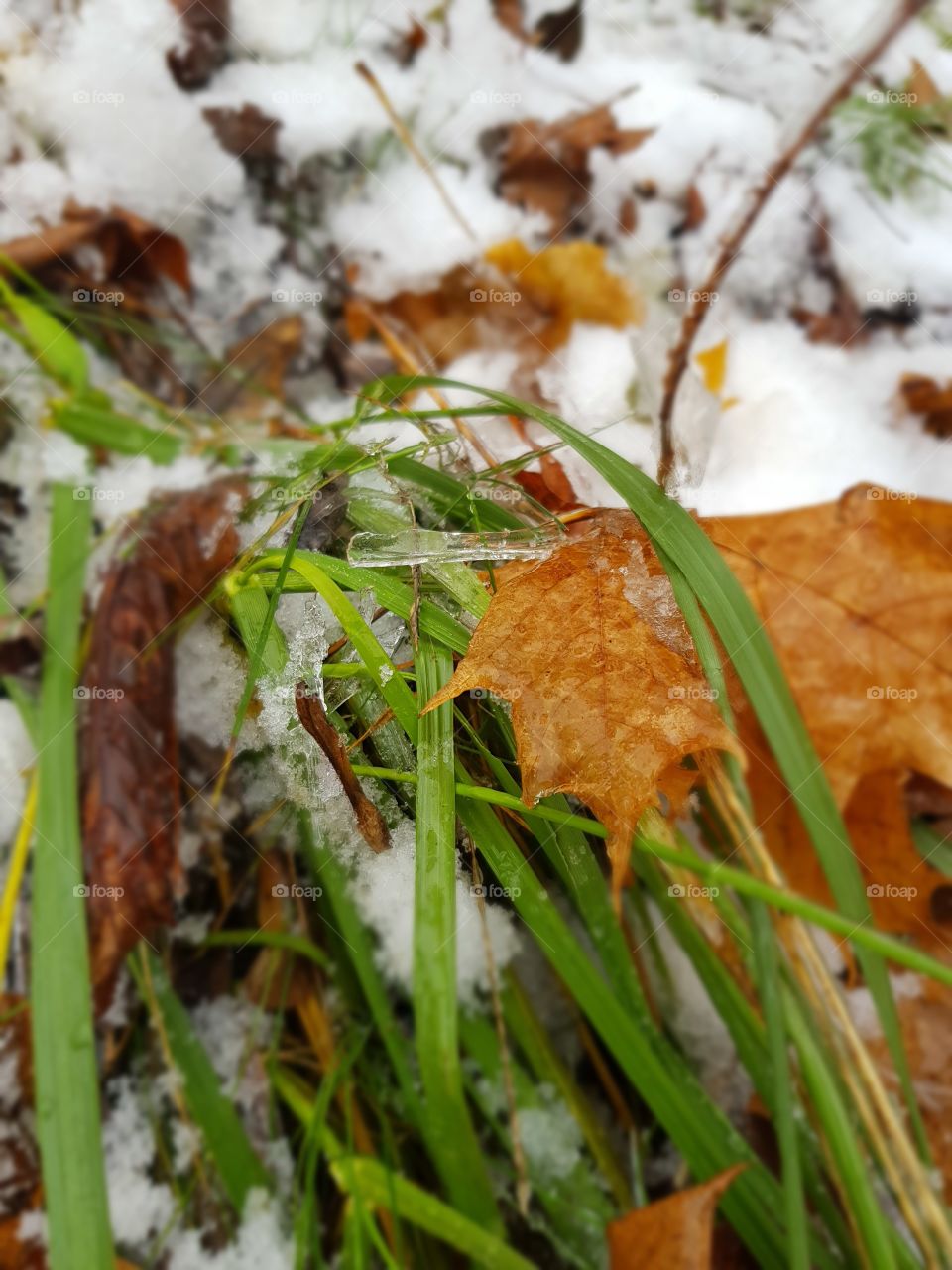 December could be multicolored