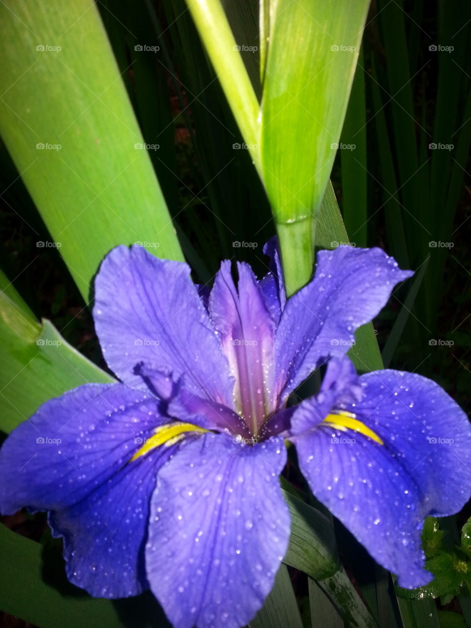 Iris and raindrops