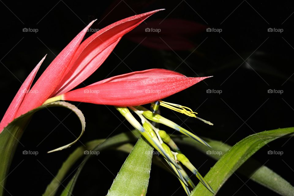 Flower, Nature, No Person, Flora, Leaf