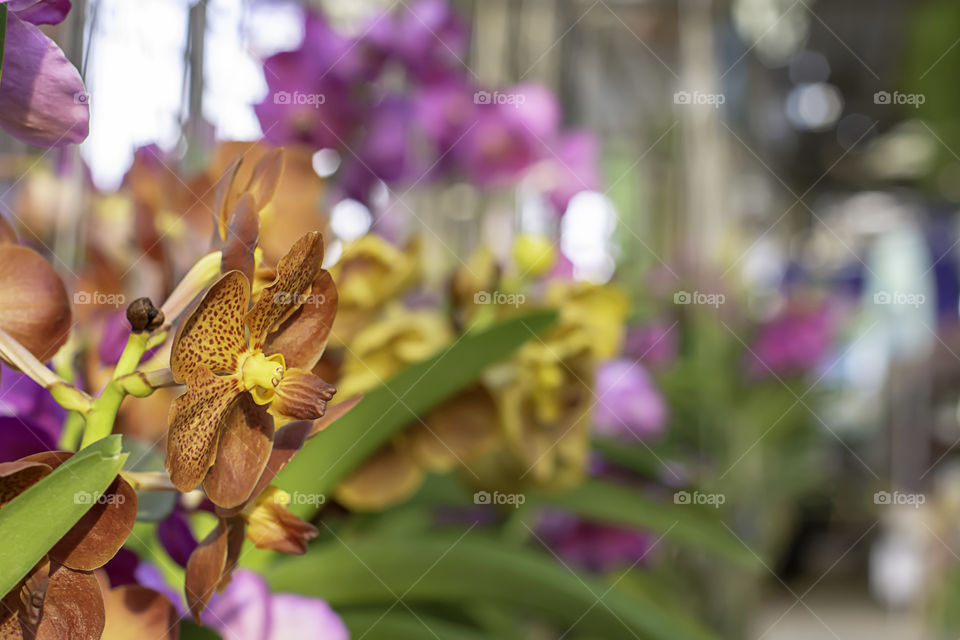 Beautiful Brown Orchid and patterned spots Background blurred leaves in the garden.