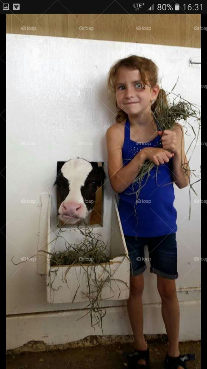 Little girl feeding a cow